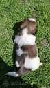 Perfect Shih Tzu puppies - MM.LV - 11