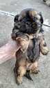 Perfect Shih Tzu puppies - MM.LV - 13