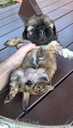 Perfect Shih Tzu puppies - MM.LV - 14