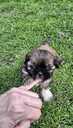 Perfect Shih Tzu puppies - MM.LV - 15