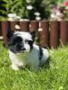 Color Yorkie - MM.LV - 2