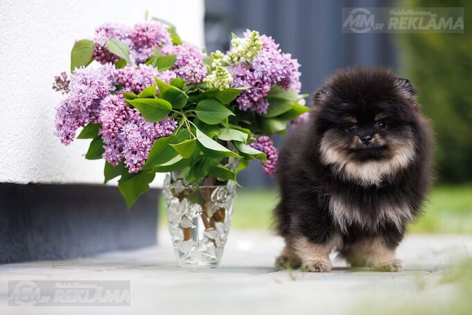 Pomerānijas Špics, kurš gaida tieši Tevi! Pomerānijas Špics, kurš gaida tieši Tevi! - MM.LV