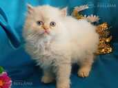 Персидские котята - MM.LV - 5