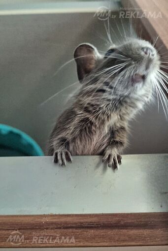 Degu - MM.LV
