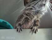 Degu - MM.LV - 1