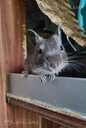 Degu - MM.LV - 2