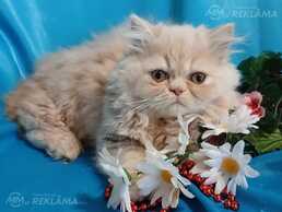 Персидские котята - MM.LV