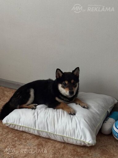 Shiba Inu, 6 months. Shiba Inu, 6 months. - MM.LV