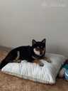 Shiba Inu, 6 months. - 1 Shiba Inu, 6 months. - MM.LV - 1