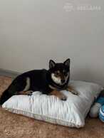 Shiba Inu, 6 months. - MM.LV