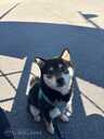 Shiba Inu, 6 months. - 2 Shiba Inu, 6 months. - MM.LV - 2