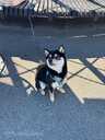 Shiba Inu, 6 months. - 3 Shiba Inu, 6 months. - MM.LV - 3