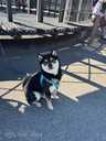 Shiba Inu, 6 months. - 4 Shiba Inu, 6 months. - MM.LV - 4