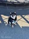 Shiba Inu, 6 months. - 5 Shiba Inu, 6 months. - MM.LV - 5