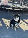 Shiba Inu, 6 months. - 6 Shiba Inu, 6 months. - MM.LV - 6
