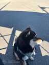 Shiba Inu, 6 months. - 7 Shiba Inu, 6 months. - MM.LV - 7