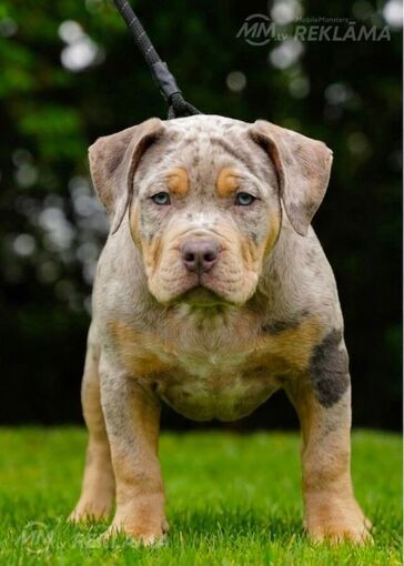 American Bully kucēni American Bully kucēni - MM.LV