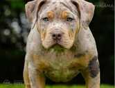 American Bully kucēni - 1 American Bully kucēni - MM.LV - 1