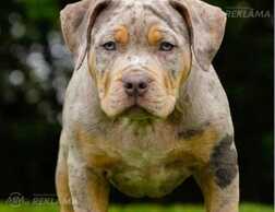 American Bully kucēni - MM.LV