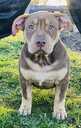 American Bully kucēni - 2 American Bully kucēni - MM.LV - 2
