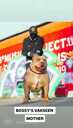 American Bully kucēni - 3 American Bully kucēni - MM.LV - 3