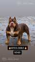 American Bully kucēni - 4 American Bully kucēni - MM.LV - 4