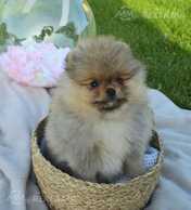 Померанский шпиц - MM.LV