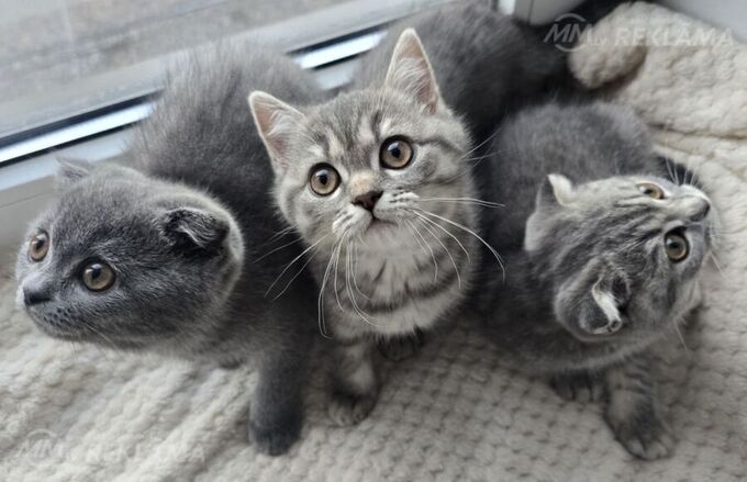 3 Шотландских вислоухих котёнка 3 Шотландских вислоухих котёнка - MM.LV