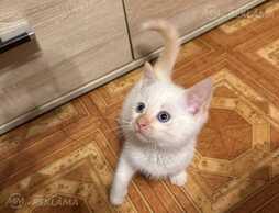 Отдам котенка в хорошие руки - MM.LV