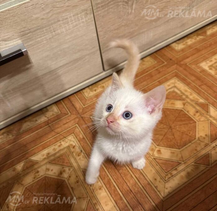 Отдам котенка в хорошие руки Отдам котенка в хорошие руки - MM.LV
