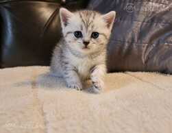 Scottish kittens - MM.LV