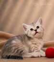 Шотландские котята - 2 Шотландские котята - MM.LV - 2