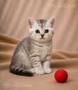 Шотландские котята - 6 Шотландские котята - MM.LV - 6