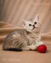 Шотландские котята - 7 Шотландские котята - MM.LV - 7