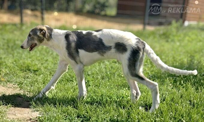 Borzoi - Russian Greyhound - puppy - MM.LV