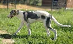 Borzoi - Russian Greyhound - puppy - MM.LV