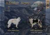 Borzoi - Russian Greyhound - puppy - MM.LV - 2