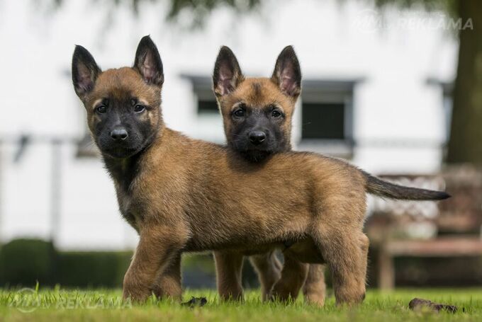 Meklējam dobermaņa vai beļģu malinuā kucēnu - MM.LV