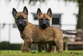 Meklējam dobermaņa vai beļģu malinuā kucēnu - MM.LV - 1