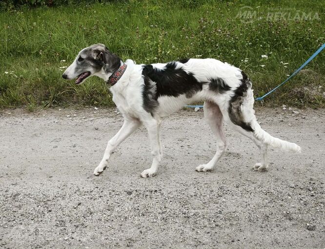 Borzoi - Russian Greyhound - puppy - MM.LV