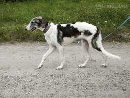Borzoi - Russian Greyhound - puppy - MM.LV