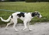 Borzoi - Russian Greyhound - puppy - MM.LV - 2