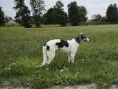 Borzoi - Russian Greyhound - puppy - MM.LV - 3