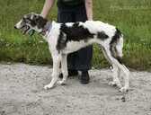 Borzoi - Russian Greyhound - puppy - MM.LV - 4
