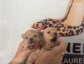 Maltipoo: 2 мальчика и 2 девочки. - 5 Maltipoo: 2 мальчика и 2 девочки. - MM.LV - 5