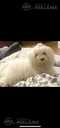 Maltipoo: 2 мальчика и 2 девочки. - 12 Maltipoo: 2 мальчика и 2 девочки. - MM.LV - 12