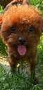 Maltipoo: 2 мальчика и 2 девочки. - 13 Maltipoo: 2 мальчика и 2 девочки. - MM.LV - 13