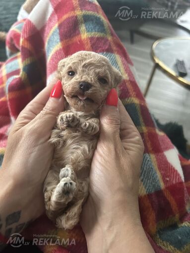 Maltipoo: 2 мальчика и 2 девочки. Maltipoo: 2 мальчика и 2 девочки. - MM.LV