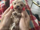 Maltipoo: 2 мальчика и 2 девочки. - 1 Maltipoo: 2 мальчика и 2 девочки. - MM.LV - 1