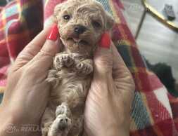 Maltipoo: 2 мальчика и 2 девочки. - MM.LV